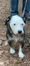 SAPHIRA, Hund, Mischlingshund mit Yorkie in Neuwied - Bild 2
