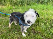 SAPHIRA, Hund, Yorkshire Terrier-Mix in Neuwied - Bild 3