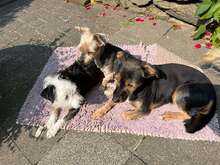 SAPHIRA, Hund, Yorkshire Terrier-Mix in Neuwied - Bild 4