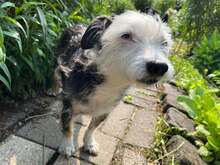 SAPHIRA, Hund, Yorkshire Terrier-Mix in Neuwied - Bild 5