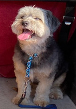 GIGI, Hund, Yorkie-Mix in Neuwied - Bild 1