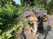 GIGI, Hund, Yorkie-Mix in Neuwied - Bild 2