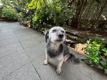 GIGI, Hund, Yorkie-Mix in Neuwied - Bild 3