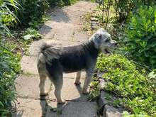 GIGI, Hund, Yorkie-Mix in Neuwied - Bild 4