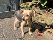 GIGI, Hund, Yorkie-Mix in Neuwied - Bild 5