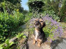 GIGI, Hund, Yorkie-Mix in Neuwied - Bild 6