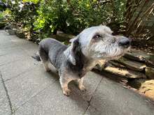 GIGI, Hund, Yorkie-Mix in Neuwied - Bild 8