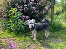 GIGI, Hund, Yorkie-Mix in Neuwied - Bild 9