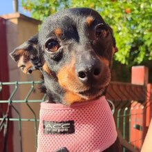 LARA, Hund, Pinscher-Mix in Steinfurt - Bild 1