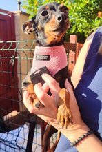 LARA, Hund, Pinscher-Mix in Steinfurt - Bild 2