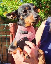 LARA, Hund, Pinscher-Mix in Steinfurt - Bild 3