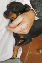 LARA, Hund, Pinscher-Mix in Steinfurt - Bild 4