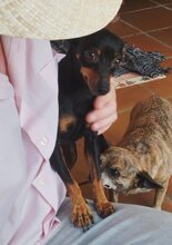 LARA, Hund, Pinscher-Mix in Steinfurt - Bild 5
