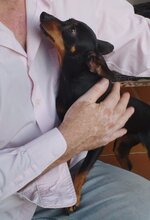 LARA, Hund, Pinscher-Mix in Steinfurt - Bild 6