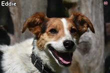 EDDIE, Hund, Mischlingshund in Donzdorf - Bild 1
