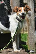 EDDIE, Hund, Mischlingshund in Donzdorf - Bild 2