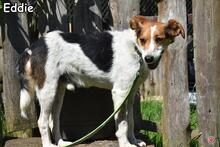 EDDIE, Hund, Mischlingshund in Donzdorf - Bild 4