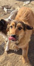 CHESTER, Hund, Mischlingshund in Rumänien - Bild 1