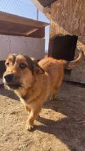 CHESTER, Hund, Mischlingshund in Rumänien - Bild 2