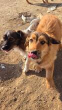 CHESTER, Hund, Mischlingshund in Rumänien - Bild 3