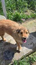 CHESTER, Hund, Mischlingshund in Rumänien - Bild 4