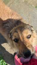 CHESTER, Hund, Mischlingshund in Rumänien - Bild 5