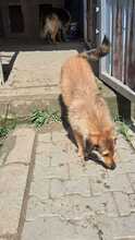 CHESTER, Hund, Mischlingshund in Rumänien - Bild 6