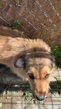CHESTER, Hund, Mischlingshund in Rumänien - Bild 7