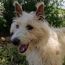 TURPI, Hund, Mischling (Podenco Campanero) in Spanien - Bild 1