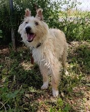 TURPI, Hund, Mischling (Podenco Campanero) in Spanien - Bild 2