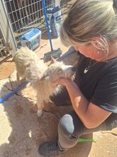 TURPI, Hund, Mischling (Podenco Campanero) in Spanien - Bild 3