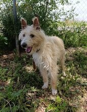 TURPI, Hund, Mischling (Podenco Campanero) in Spanien - Bild 4