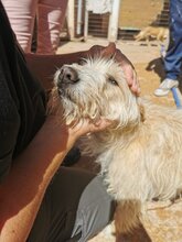 TURPI, Hund, Mischling (Podenco Campanero) in Spanien - Bild 5