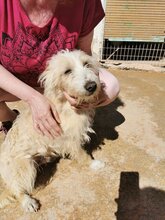 TURPI, Hund, Mischling (Podenco Campanero) in Spanien - Bild 6