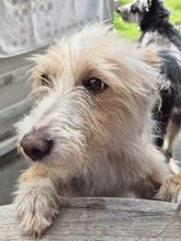 TURPI, Hund, Podengo Portugues-Mix in Steinheim