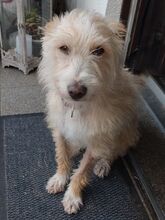 TURPI, Hund, Podengo Portugues-Mix in Steinheim - Bild 5