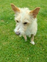 TURPI, Hund, Podengo Portugues-Mix in Steinheim - Bild 8