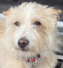 TURPI, Hund, Podengo Portugues-Mix in Steinheim - Bild 9