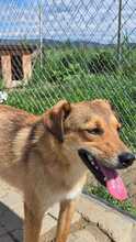 COBY, Hund, Mischlingshund in Rumänien - Bild 1