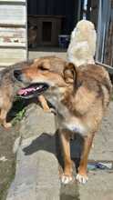 COBY, Hund, Mischlingshund in Rumänien - Bild 2
