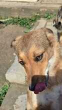 COBY, Hund, Mischlingshund in Rumänien - Bild 6