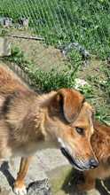 COBY, Hund, Mischlingshund in Rumänien - Bild 7
