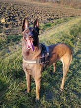 RA, Hund, Malinois-Mix in Kroatien