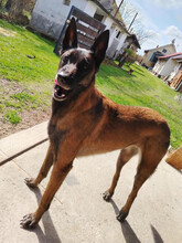 RA, Hund, Malinois Mischling in Kroatien - Bild 2
