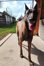 RA, Hund, Malinois Mischling in Kroatien - Bild 3