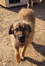 CANDY, Hund, Mischlingshund in Rumänien - Bild 2