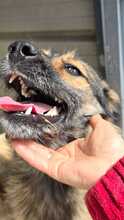 CANDY, Hund, Mischlingshund in Rumänien - Bild 3