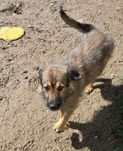 CANDY, Hund, Mischlingshund in Rumänien - Bild 4