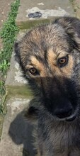 CANDY, Hund, Mischlingshund in Rumänien - Bild 5