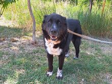 EMMY, Hund, Neufundländer/Kaukasier-Mix in Ungarn - Bild 1